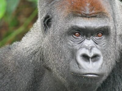 Évasion nature à Lesio-Louna