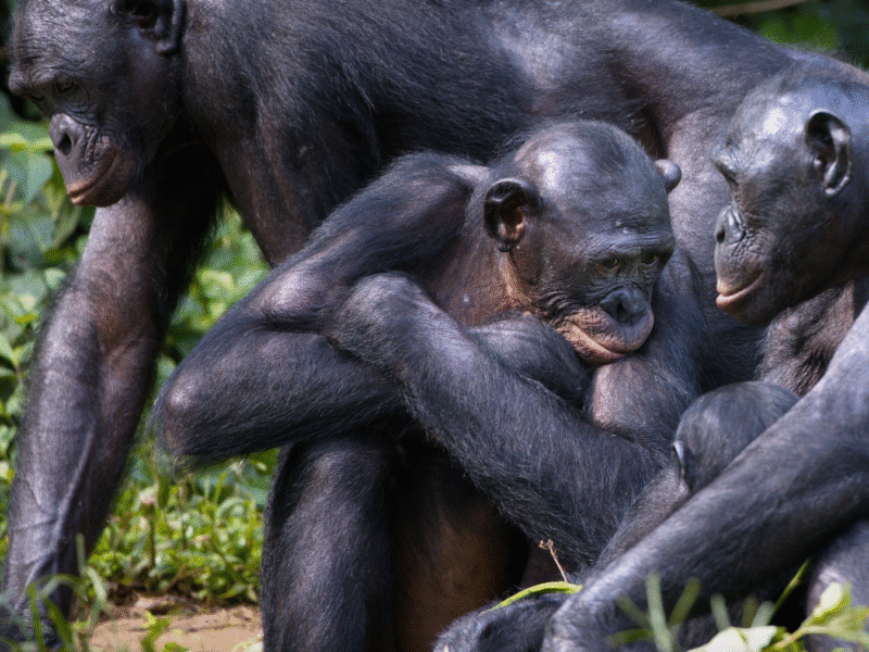 Les sentiers des Bonobos