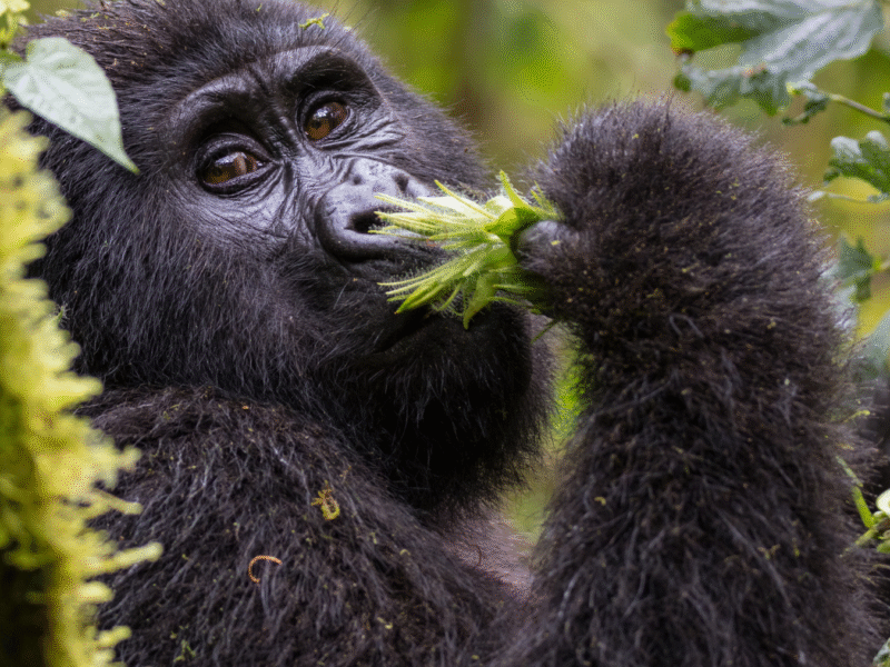 Rencontre avec les gorilles