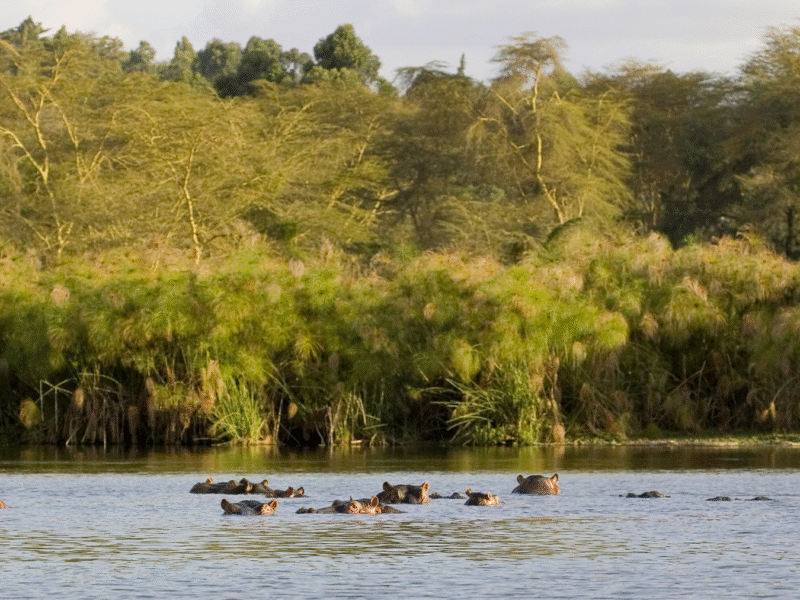 Sur les rives de l’Alima