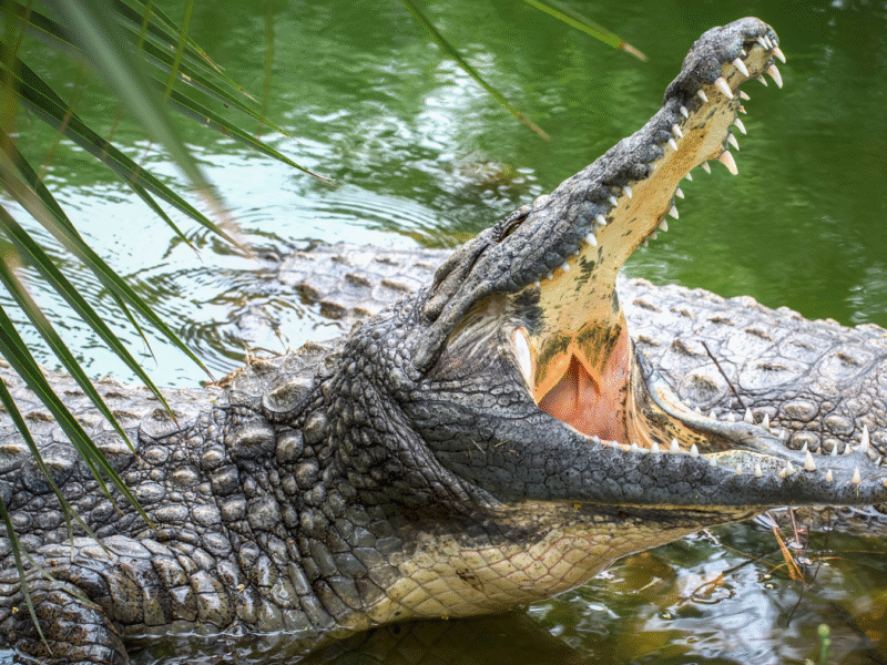 L’Odyssée sauvage d’Imbalanga